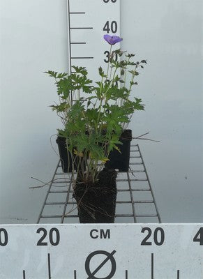 Geranium hybr. 'Johnson's Blue'