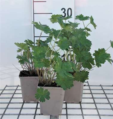 Geranium hybr. 'Joy'