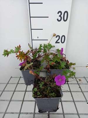 Geranium 'Khan'