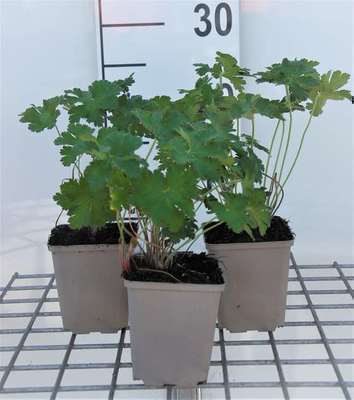 Geranium magnificum