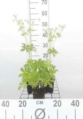 Geranium macul. 'Album'