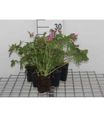 Geranium macr. 'Bevan's Variety'