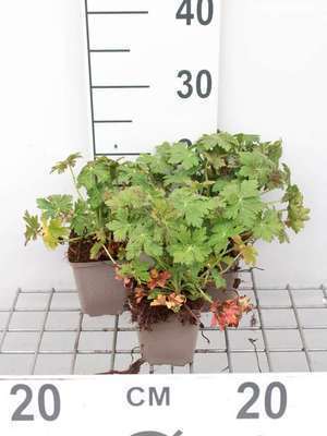Geranium macr. 'Czakor'