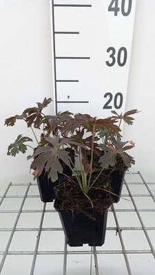 Geranium macul. 'Espresso'