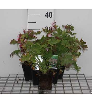Geranium macr. 'Ingwersen's Variety'