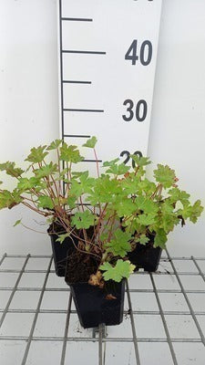 Geranium macr. 'Olympic Fire' (='sandy's smile')