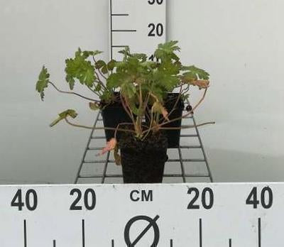 Geranium macr. 'Spessart'