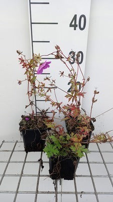 Geranium hybr. 'Js Matu Vu'