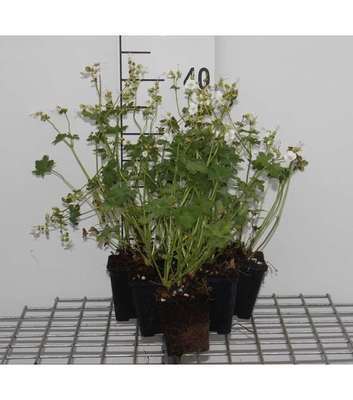 Geranium macr. 'White Ness'