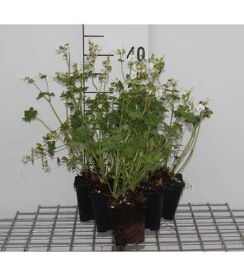 Geranium macr. 'White Ness'