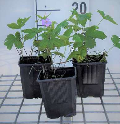 Geranium nodosum