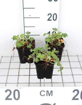 Geranium oxon. 'Claridge Druce'