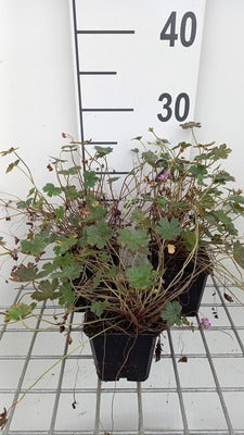 Geranium hybr. 'Orkney Cherry'®