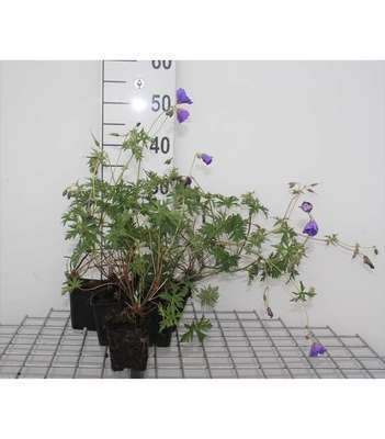 Geranium hybr. 'Orion'