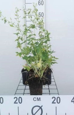 Geranium phaeum 'Album'