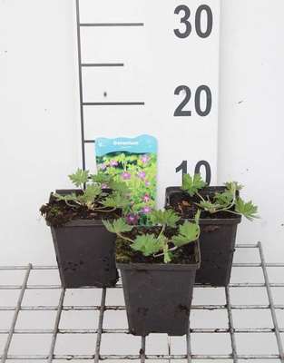 Geranium palustre