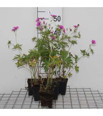 Geranium hybr. 'Patricia'