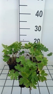 Geranium phaeum 'Joseph Green'