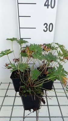 Geranium prat. 'Mrs. Kendall Clark'