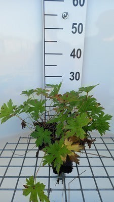 Geranium psil. 'Red Admiral'