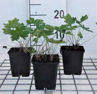 Geranium phaeum 'Samobor'