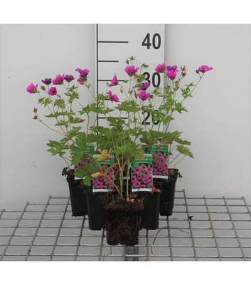 Geranium psilostemon