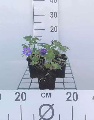 Geranium hybr. 'Philippe Vapelle'