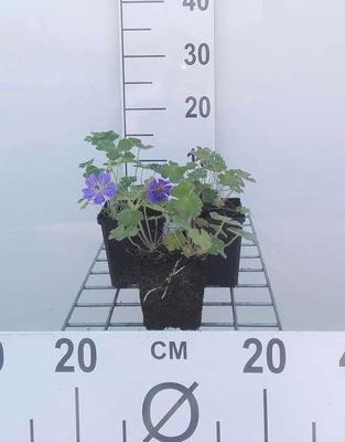 Geranium hybr. 'Philippe Vapelle'