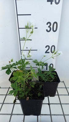 Geranium richardsonii
