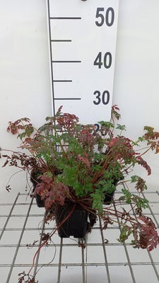 Geranium robertianum