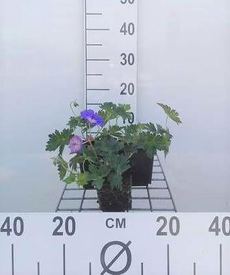 Geranium hybr. 'Rozanne'®