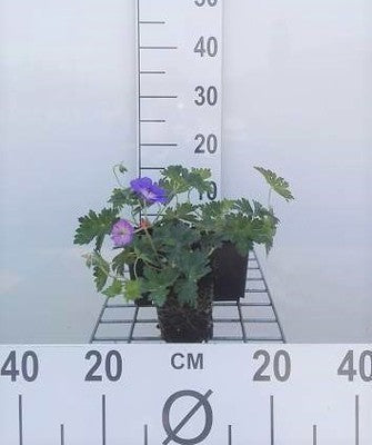 Geranium hybr. 'Rozanne'®