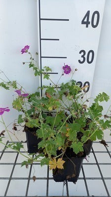 Geranium river. 'Russell Prichard'