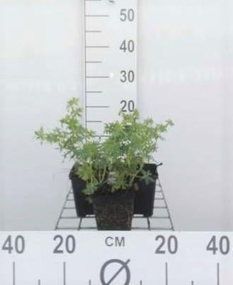 Geranium sang. 'Album'