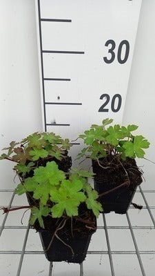 Geranium hybr. 'Salomé'