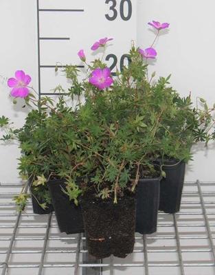 Geranium sanguineum