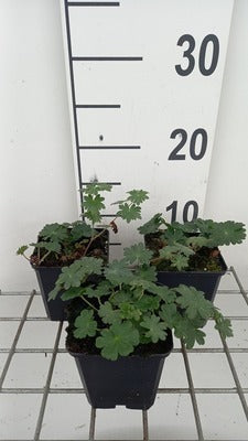Geranium sang. 'Apfelblüte'