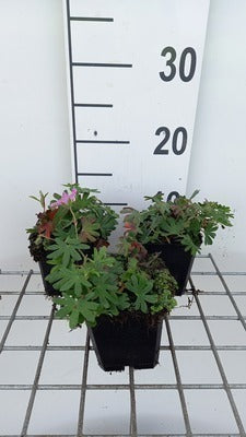 Geranium sang. 'Ankum's Pride'