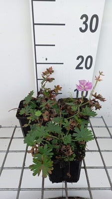 Geranium sang. 'Elke'