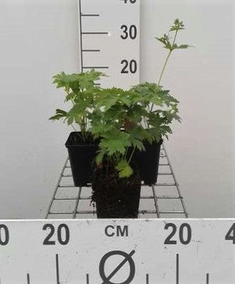 Geranium sylv. 'Mayflower'