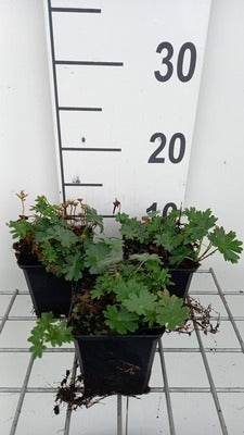 Geranium sang. 'Max Frei'