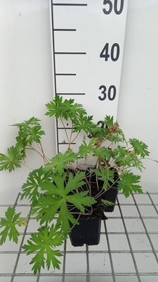 Geranium hybr. 'Spinners'