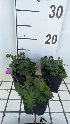 Geranium sang. 'Shooting Star'
