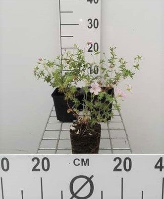 Geranium sang. 'Striatum'