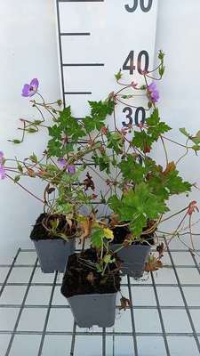 Geranium hybr. 'Sylvias Surprise'