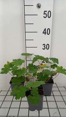 Geranium hybr. 'Terre Franche'