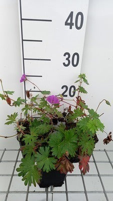 Geranium hybr. 'Tiny Monster'