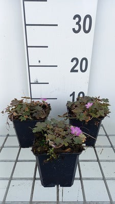 Geranium hybr. 'Tanya Rendall'