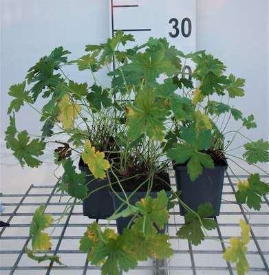 Geranium versicolor