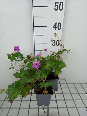 Geranium wall. 'Kelly Anne'